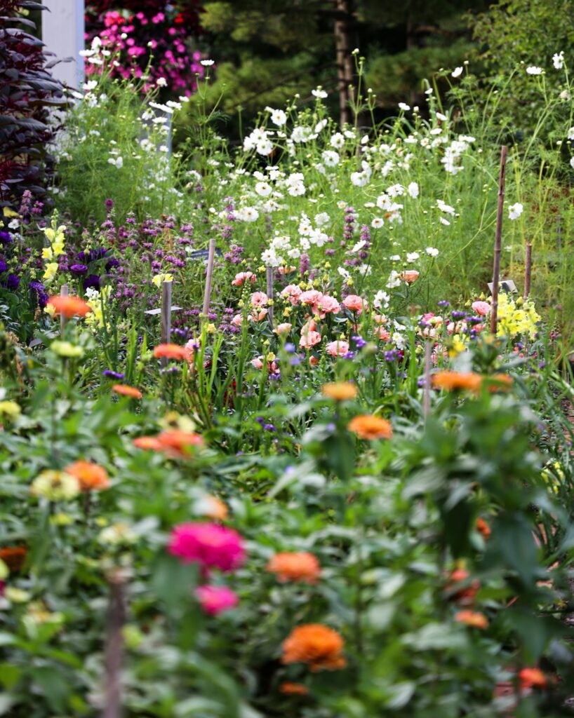 Brightly colored wildflowers bloom in a lush garden during summertime, creating a vibrant natural scene.