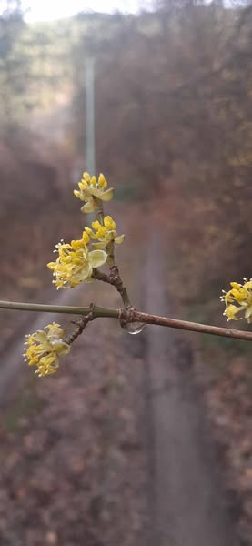 cornus greenmagic окултна ботаника астроботаника