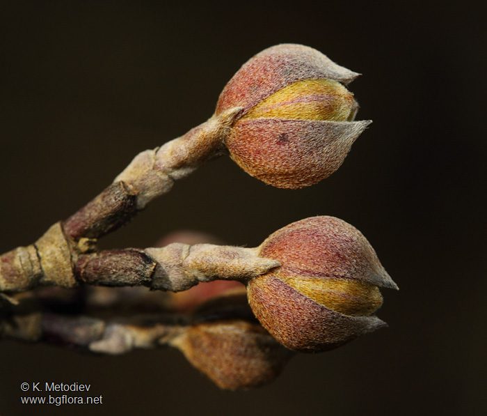cornus greenmagic окултна ботаника астроботаника