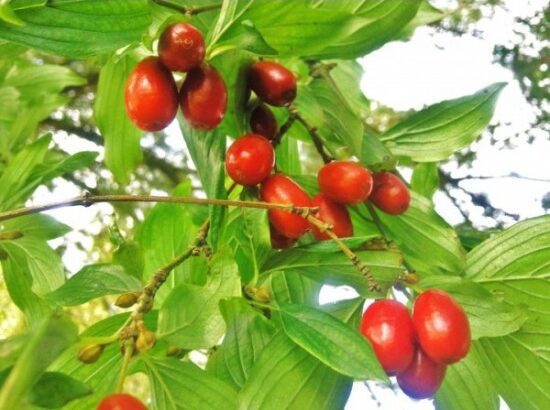 cornus greenmagic окултна ботаника астроботаника