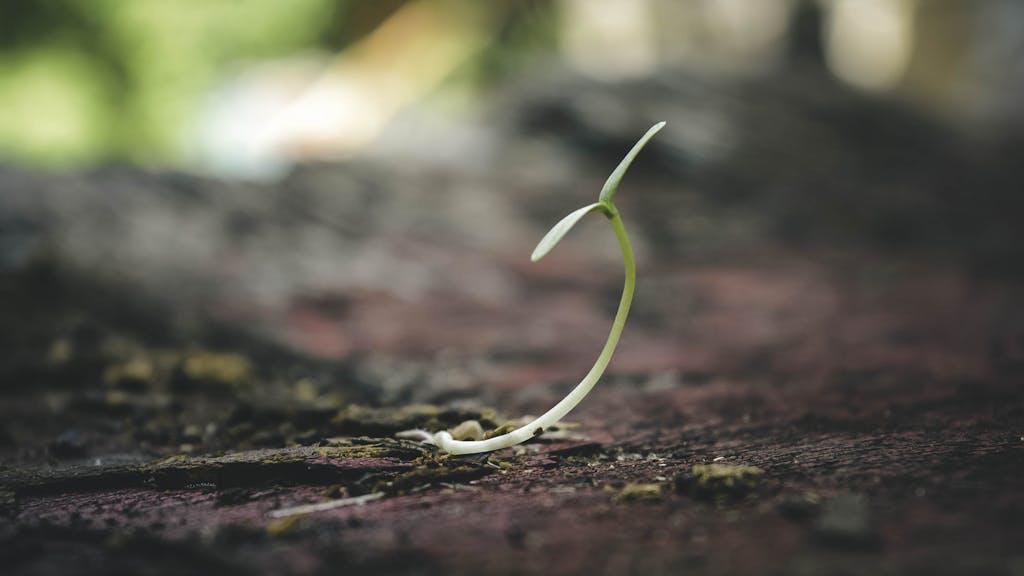 A delicate seedling sprouting from the soil symbolizes growth and new beginnings.