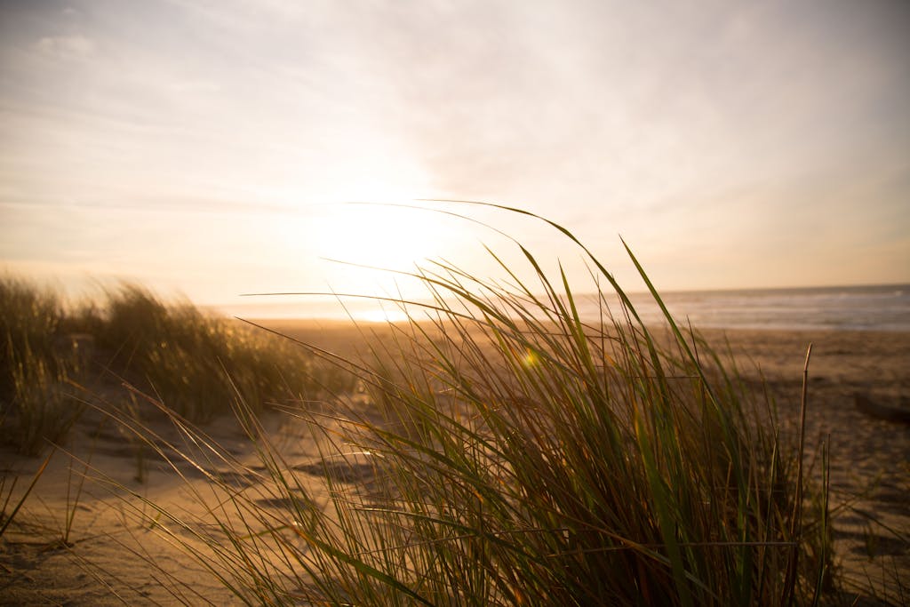 Golden hour at a tranquil beach with sand dunes and grasses swaying in the breeze.