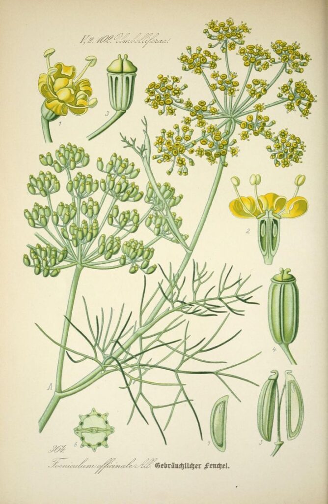 rezene