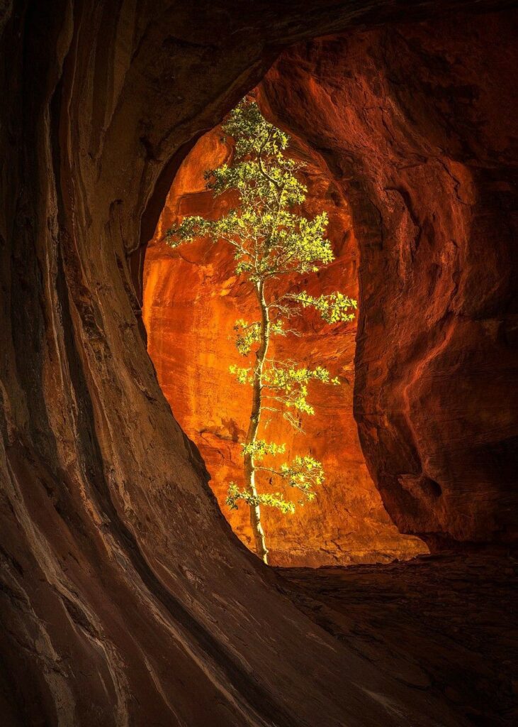 tree