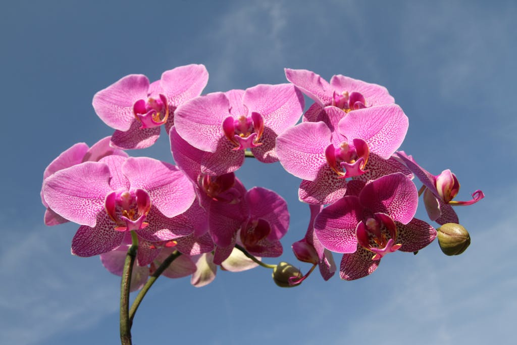 Stunning pink orchids in full bloom against a clear blue sky, symbolizing beauty and elegance.