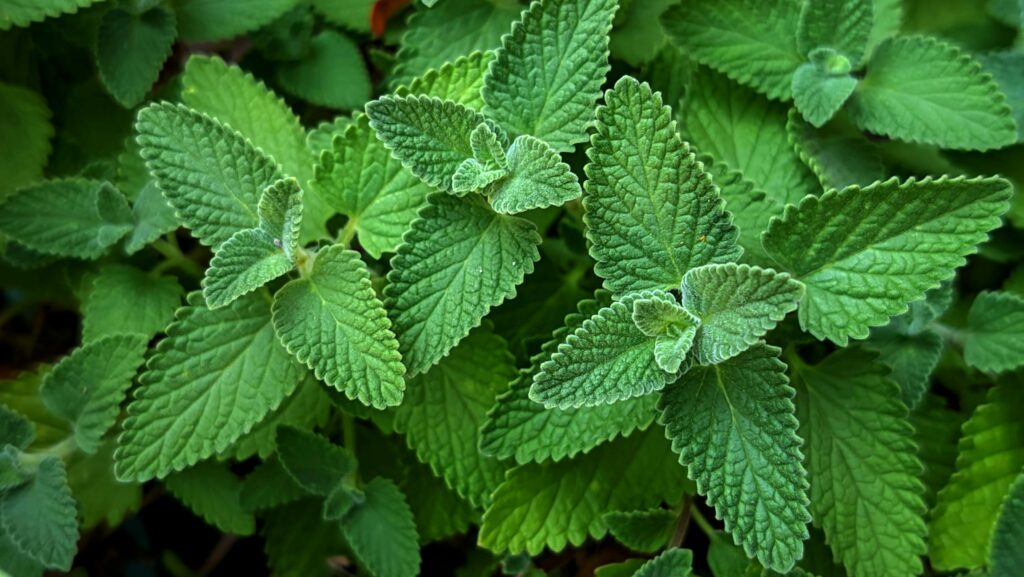 catnip